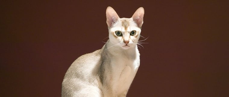 chat Singapura